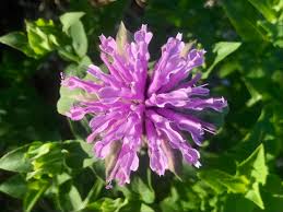 Bergamot flowering